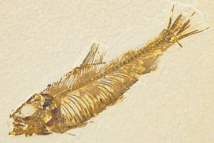 Detailed Fossil Fish (Knightia) - Wyoming #186488